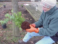 Separating and inspecting plant roots.