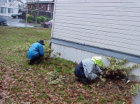 Removing sickly Daphne sp.