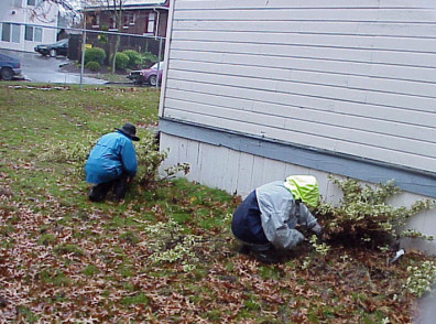 Removing sickly Daphne sp.
