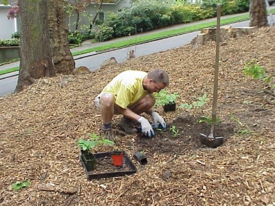 Installing new plants.
