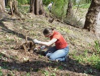 Woman kneels on slope, to cut roots on a shrub stump.