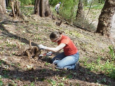 Woman kneels on slope, to cut roots on a shrub stump.