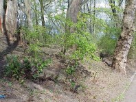 Our progress after four work parties.