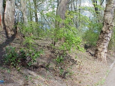 Our progress after four work parties.