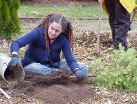 Planting trees.