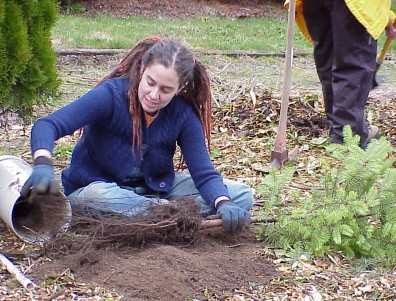 Planting trees.