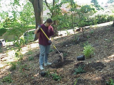 Digging holes to install the new plants.