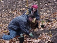 Digging a hole twice as wide as, but no deeper than, the plant's root system.