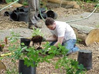 Removing potting soil prior to installation, which will reduce soil interface problems and enhance plant establishment.