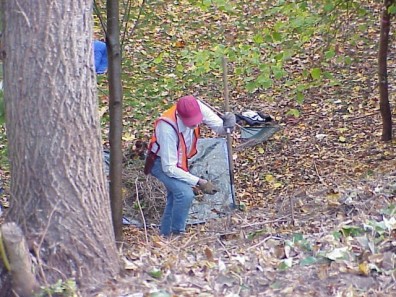 Removing English ivy and other invasive species.