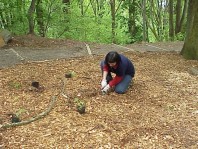 Digging holes to install the new plants.