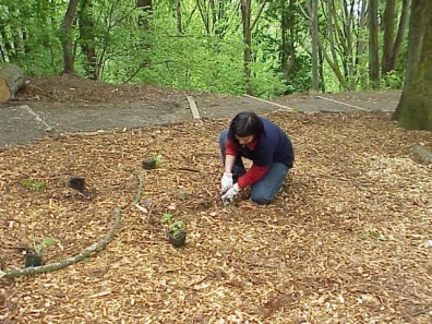 Digging holes to install the new plants.