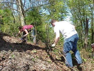 Clearing ivy from the site.