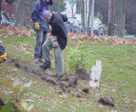 Digging planting holes with assistance from NOVA students.