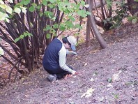 Removing English ivy and other invasive species.