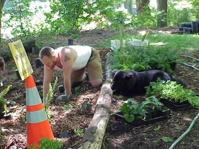Digging holes to install the new plants.