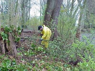 Clearing invasive shrubs from the site.