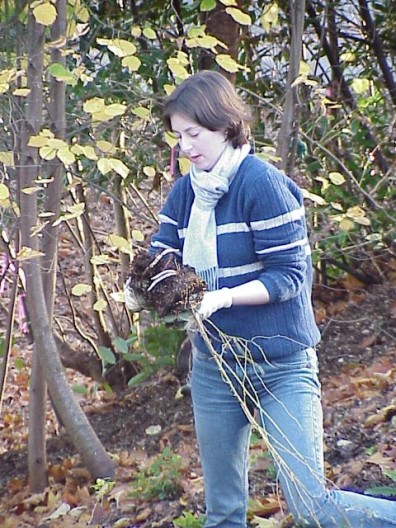 Removing potting media from the plant roots.