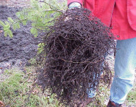 The roots of the removed tree.