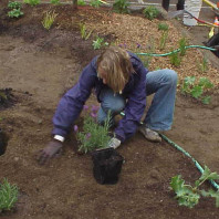 Installing new plants.