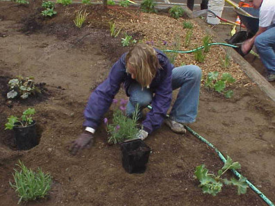 Installing new plants.