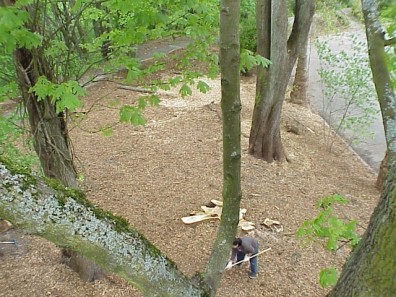 Aerial views of the freshly mulched site.