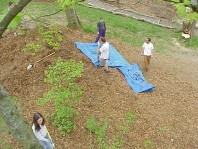 Aerial views of the freshly mulched site.