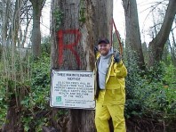 Hazardous trees marked for removal.