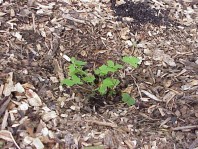 Newly installed plants.