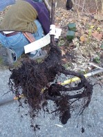 Poor root systems from two of the plants. The problem roots were pruned prior to installation.