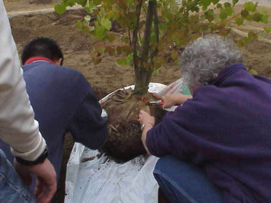 Preparing the katsura (Cercidiphyllum japonicum) for installation.