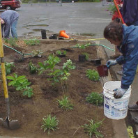 Watering in the new plants.