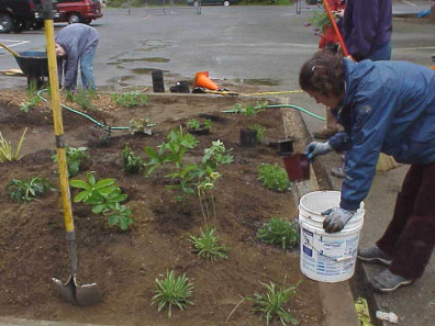 Watering in the new plants.