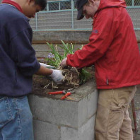 Cleaning soil off roots in preparation for installation.