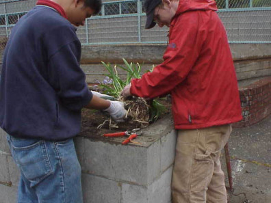 Cleaning soil off roots in preparation for installation.