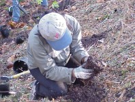 Removing potting media from the plant roots.