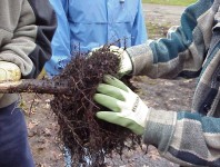 The roots of the removed tree.