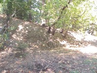 The slope following invasive removal by Friends of Frink Park and other volunteers.
