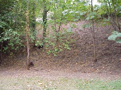 The slope following invasive removal by Friends of Frink Park and other volunteers.