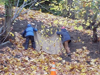 Cutting coir and placing it on the steep slope to control erosion.