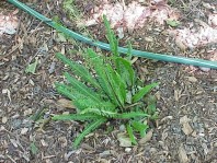 Newly installed plants.