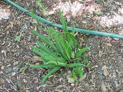 Newly installed plants.