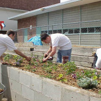 Mulching the newly installed plants.