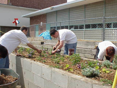 Mulching the newly installed plants.