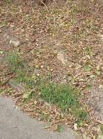 Eroding soil and a sinking curb&mdash;problems which we worked to alleviate.