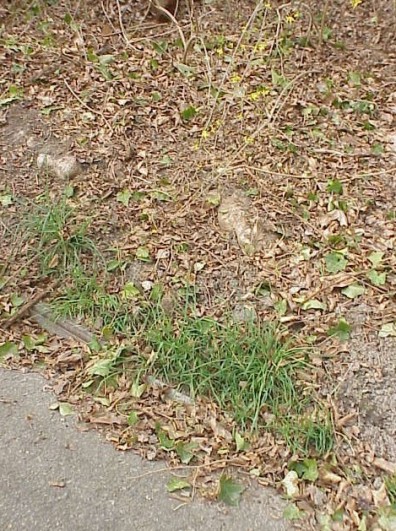 Eroding soil and a sinking curb&mdash;problems which we worked to alleviate.