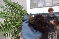 Separating and inspecting plant roots.