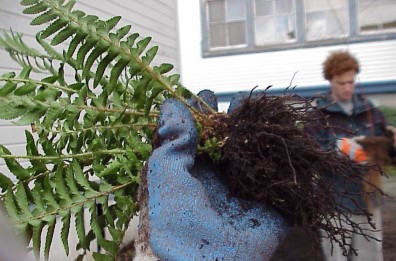 Separating and inspecting plant roots.