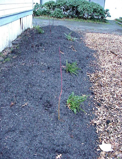 The newly planted mounds.