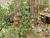 Evidence of the rot and fungi that were killing these hazardous trees.